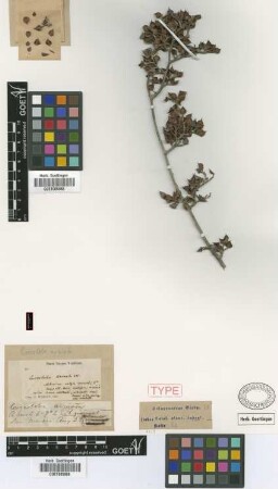 Coccoloba armata C.Wright ex Griseb. [type]
