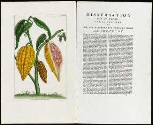 Theobroma Cacao. Linn. le Cacotier. / Dissertation sur le Cacoa sur la Culture, et sur les differéntes préperations de Chocolat : Theobroma Cacao. Linn. le Cacotier. Tafel LXV und Dissertation sur le Cacoa sur la Culture, et sur les differéntes préperations de Chocolat [Seite 1] aufgeschlagen aus: Buc'hoz, Pierre-Joseph: Nouveau traité physique et économique par forme de dissertations de toutes les plantes qui croissent sur la surface du globe. Band 1. Paris: , 1787. Dresden: SLUB Botan.23-1
