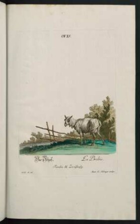 Ovis. Das Schaf. La Brebis. Familia II. Zweyhufig