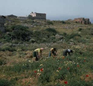 Kreta, Aptera. Bauern mit Handsicheln im Ruinengelände
