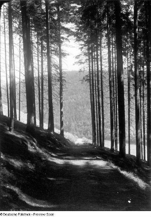 Waldweg unter Fichten