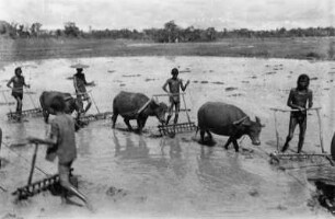 Umpflügen des Bodens (Sammlung Hans Stübel - 1. Forschungsreise durch Hainan 1931)