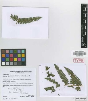 Cyathea austropallescens Lehnert [paratype]