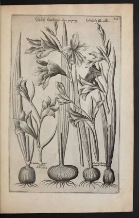 Taf. 42. [Gladiolus]
