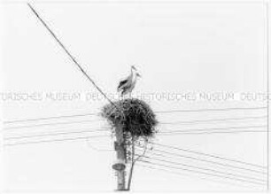 Serie: Mauerfall / Deutsche Einheit: Storchennest