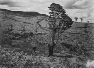 Hügellandschaft : Blick über eine Hügellandschaft in Kenia