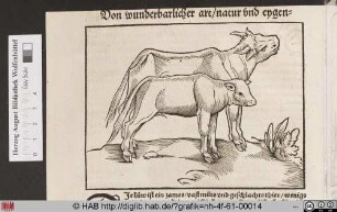 [Kuh mit Kalb]