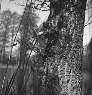 Schwanzmeise am Nest : Eine Schwanzmeise (Aegithalos caudatos Linnaeus) am Nest.