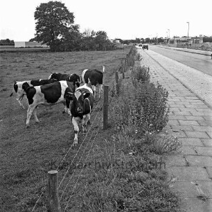 Hamburger Straße (Bundesstraße 75): Kühe auf einer Koppel im Gewerbegebiete West, links die Fahrbahn