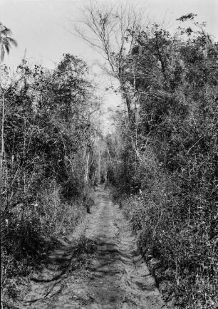 Höhenwald : Ein Wald in der brasilianischen Savanne.