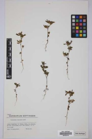 Trifolium bocconei Savi