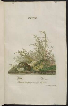 Castor. - Vitulus Marinis.