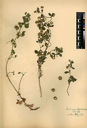 Leguminosae Medicago denticulata [Wadi 'Ara (Trockental)]