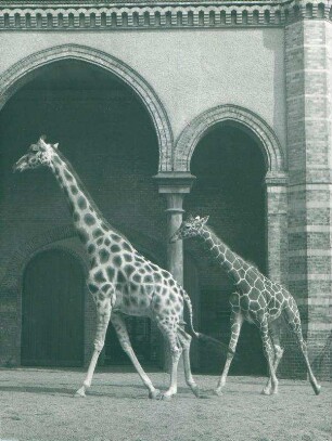 Zoo Berlin: Giraffen