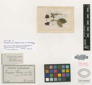 Tetrapterys stephaniana Griseb. var. obovata Nied.[isotype]