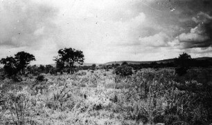 Steppe zwischen Tsumeb und Otjikoto