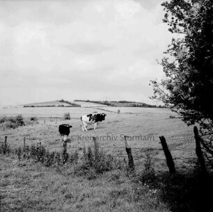 Landwirtschaft: Weide mit Rinderherde: vorn Zaun: rechts Baum: hinten Knicklandschaft