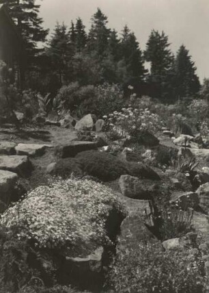 Schellerhau, Botanischer Garten: vorn Hornkraut (Cerastium), rechts hinten Edelweiß, links hinten Germer