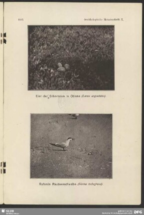 Eier der Silbermöve in Obione, Larus argentatus