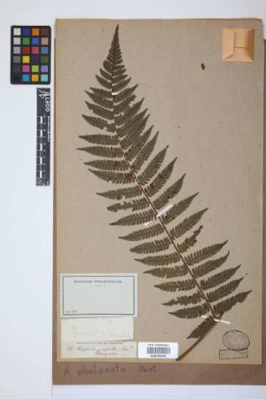 Alsophila phalerata Mart.