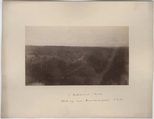 Vue sur une forêt d'araucarias. S. Bento.