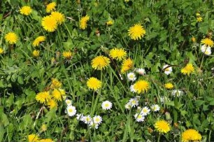 Vorharzgebiet - Blumenwiese : Blumenwiese im hügeligen Vorharzgebiet in der Nähe von Gernrode, aufgenommen am 5. Mai 2010