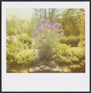 Strauch mit violetten Blüten