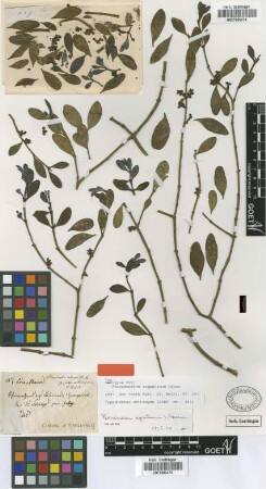 Phoradendron argentinum Urb. [syntype]