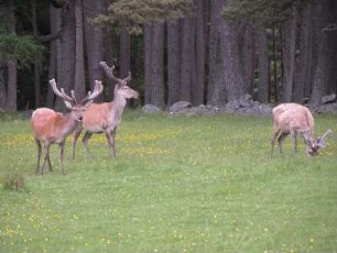 Rotwild im schottischen Hochland bei Breamar