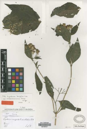 Eupatorium conyzoides Vahl var. ciliatum Hook. & Arn.