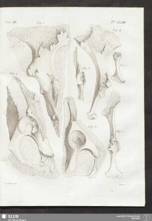 Pl. XXXIII