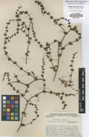 Rumex pulcher L.