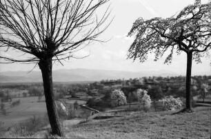 Nimburg: Blick von der Nimburg zwischen zwei Bäumen gegen Schwarzwald
