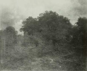 Waldlandschaft