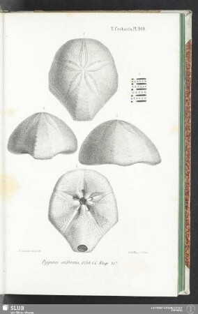 Pl. 919