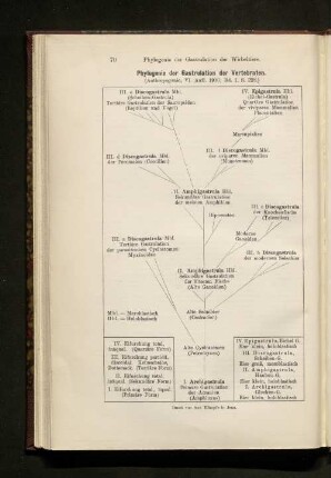 Phylogenie der Gastrulation der Vertebraten.