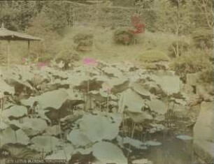 Lotosblütenteich in einem Garten