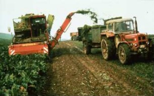 Fotografie: Erntetechnik, Zuckerrübe, Zuckerrübenköpfrodebunker selbstfahrend, Blattbergung, Parallelverfahren