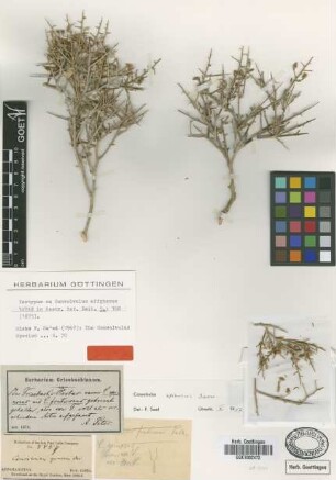 Convolvulus affghanus Vatke [isotype]