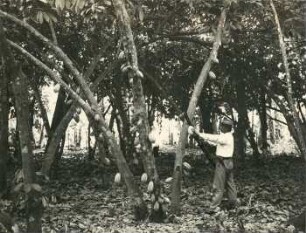 Ernte von Kakaofrüchten, Tiefland von Ecuador