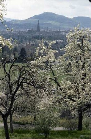 Freiburg i. Br.: Frühling an der Eichhalde: Blüten und Blick auf das Münster