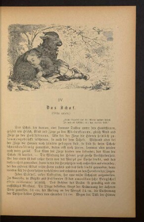 IV. Das Schaf