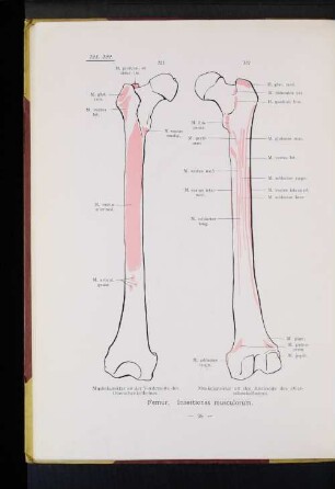 Femur.