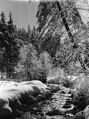 Auwald am Bachlauf im Raureif