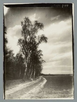 Am Waldrand