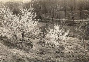 Pfirsich (Prunus persica). Sorte Siegen. Drei Jahre nach Pflanzung