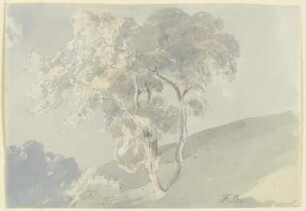 Baum