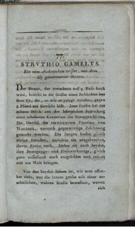 77. Strvthio Camelvs. Ein zum Auskriechen reifer, aus dem Ey genommener Straus.