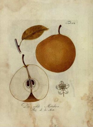 Tab. 104. Die wilde Mottebirn [...]