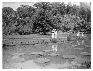 Buitenzorg (Bogor), Java/ Indonesien. Botanischer Garten (1817; K. G. K. Reinwardt). Touristen an einem Teich mit Victoria Regia